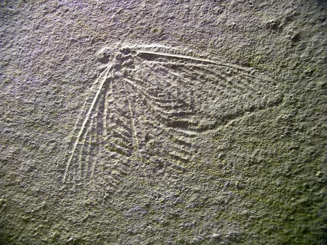 Archaegetes sp. Bild ©